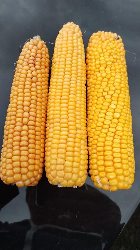 Lemken Lemken ?Korund 2m Saatbeetkombination mit Stabwalze 250mm 11Kultivatorzinken geschraubt Tiefeneinstellung über Drehspindel der Krümlerwalze