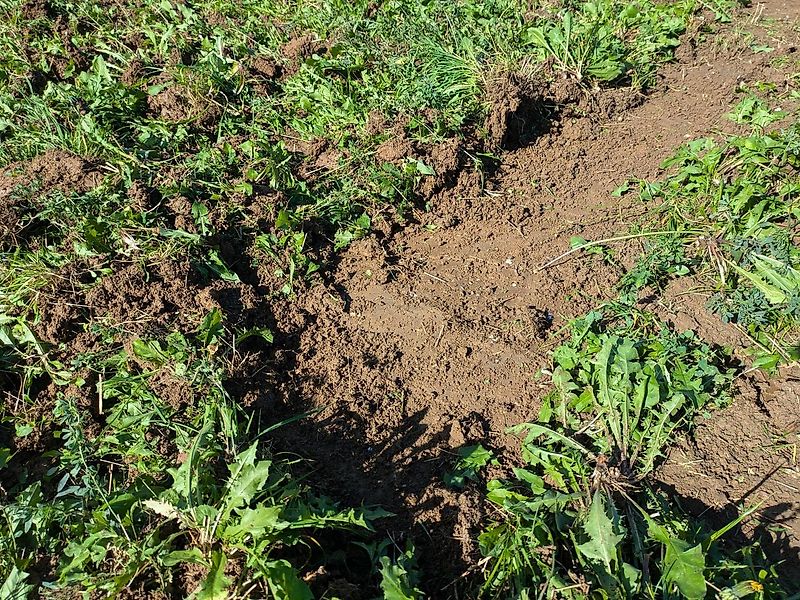 4disc ActiCut 450 Schneidgrubber, Flachgrubber