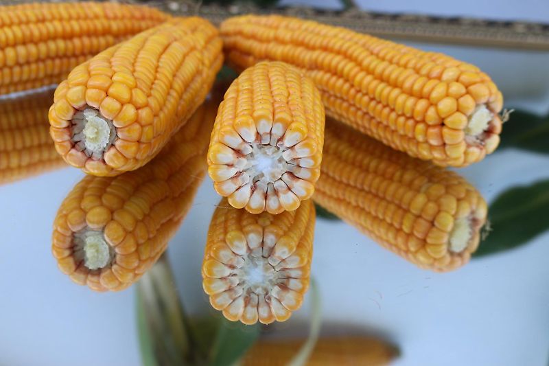 Amazone Amazone Saatkasten 30 Reihen mit Fahrgassenschaltung 24 reihig mit Drillpaker 550 mm und Krümlerwalzen zur Saatgutabdeckung Amazone D9 Saatkasten 30 reihig