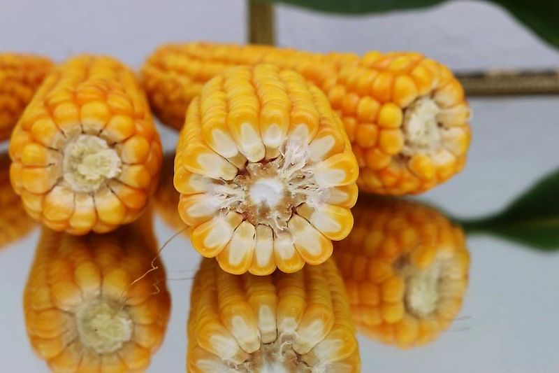 Amazone Kein Amazone TL Howard Kurzgrubber 2 Balkig 3m Arbeitsbreite Frontgrubber mit 6 Stilen (8) Heckgrubber mit Zapfwellendurchtrieb Güllegruber mit Doppelherzscharen als Frontgrubber