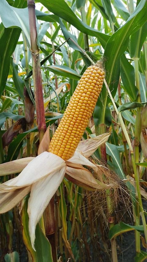 Amazone Kein Amazone TL Howard Kurzgrubber 2 Balkig 3m Arbeitsbreite Frontgrubber mit 6 Stilen (8) Heckgrubber mit Zapfwellendurchtrieb Güllegruber mit Doppelherzscharen als Frontgrubber