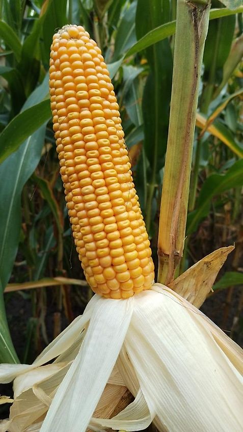 Amazone Kein Amazone TL Howard Kurzgrubber 2 Balkig 3m Arbeitsbreite Frontgrubber mit 6 Stilen (8) Heckgrubber mit Zapfwellendurchtrieb Güllegruber mit Doppelherzscharen als Frontgrubber