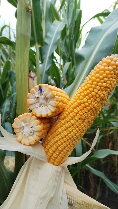 Amazone Kein Amazone TL Howard Kurzgrubber 2 Balkig 3m Arbeitsbreite Frontgrubber mit 6 Stilen (8) Heckgrubber mit Zapfwellendurchtrieb Güllegruber mit Doppelherzscharen als Frontgrubber