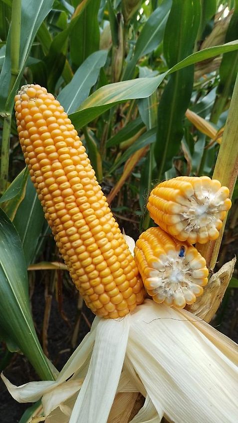 Amazone Kein Amazone TL Howard Kurzgrubber 2 Balkig 3m Arbeitsbreite Frontgrubber mit 6 Stilen (8) Heckgrubber mit Zapfwellendurchtrieb Güllegruber mit Doppelherzscharen als Frontgrubber